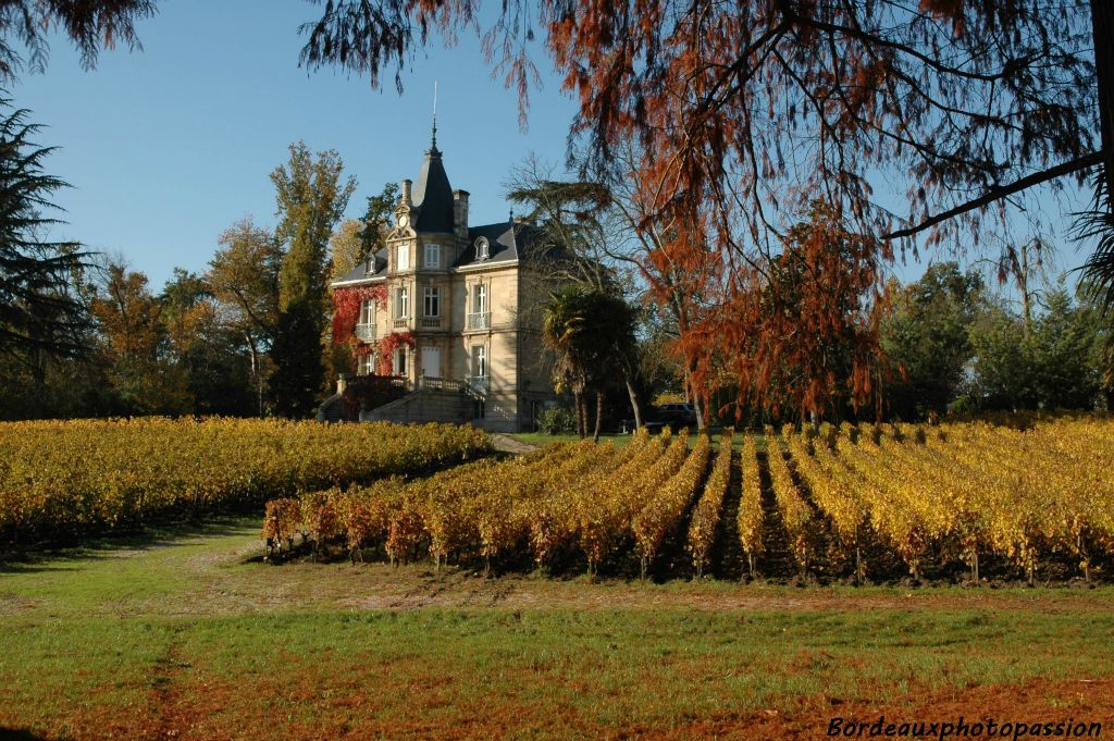 Les vendanges sont terminées depuis un bon mois en cette mi-novembre et les vignes ont mis leur parure d'automne.