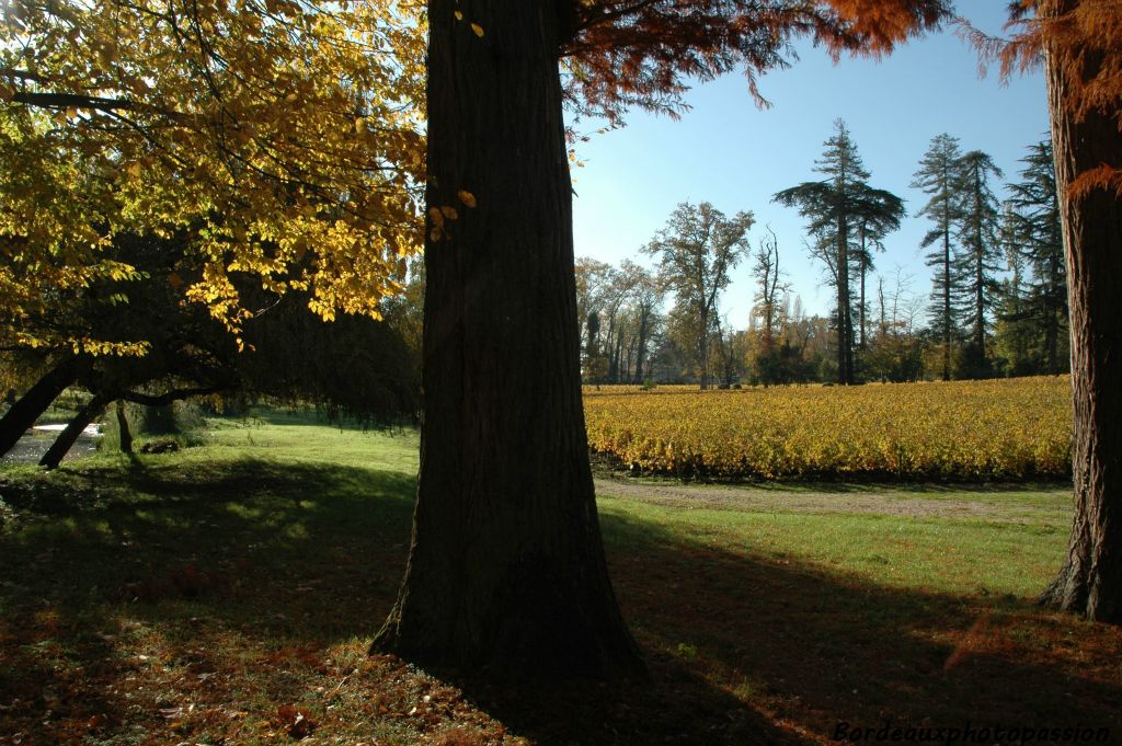 Les arbres du parc aussi...