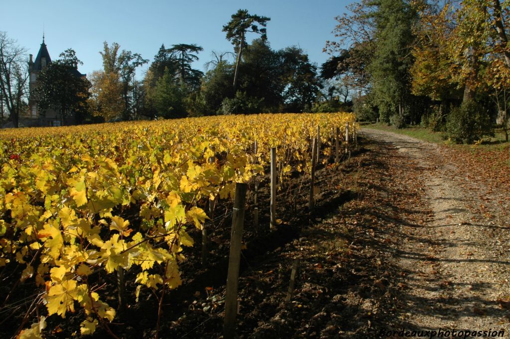 Le cabernet sauvignon ici joue avec le jaune...