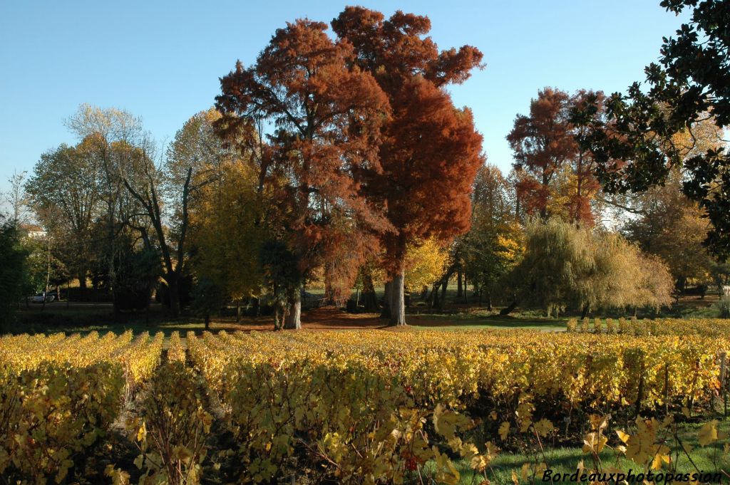 Les teintes fauves des cyprès chauves contrastent avec celles de la vigne...