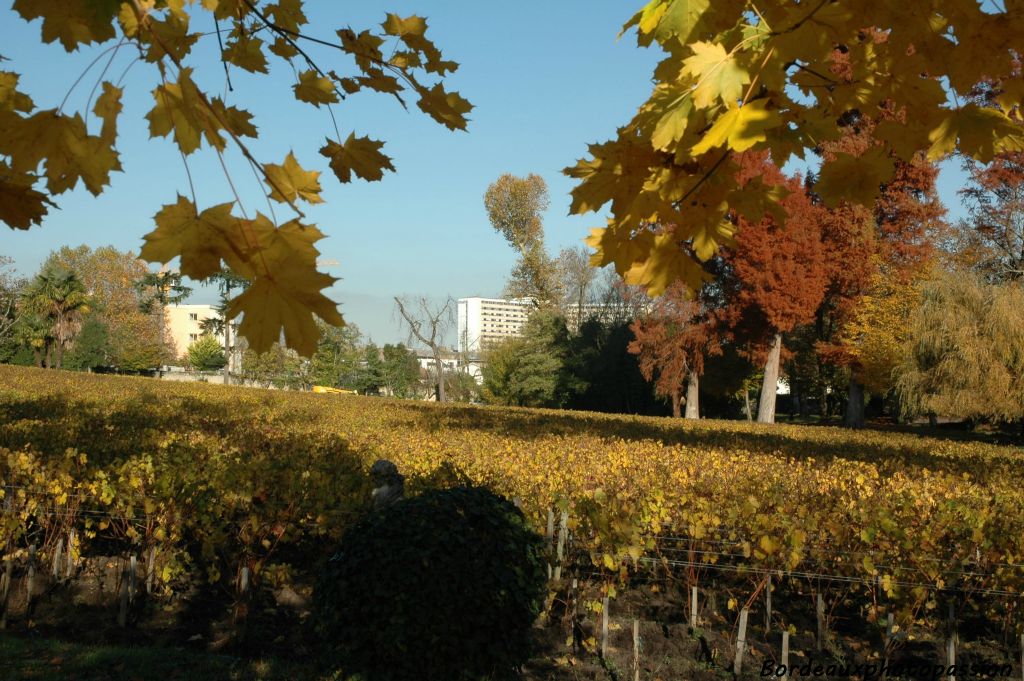 Les vignes du château sont voisines de l'hôpital Pellegrin.