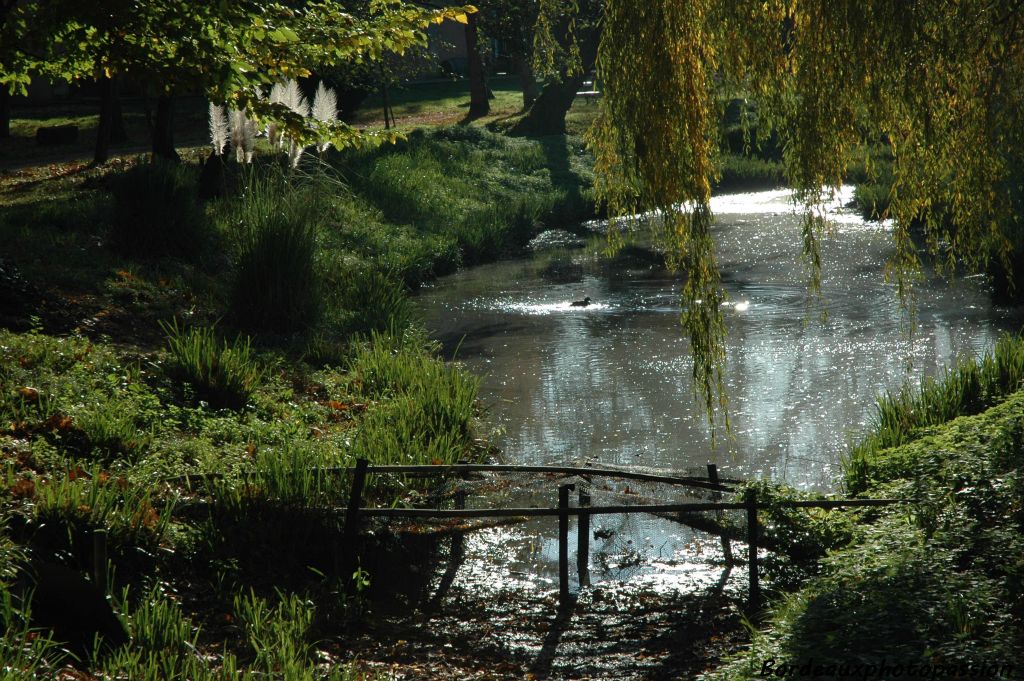 Le saule pleureur se plaît sur les berges de la mare qui est sur la limite des deux communes de Pessac et Mérignac.