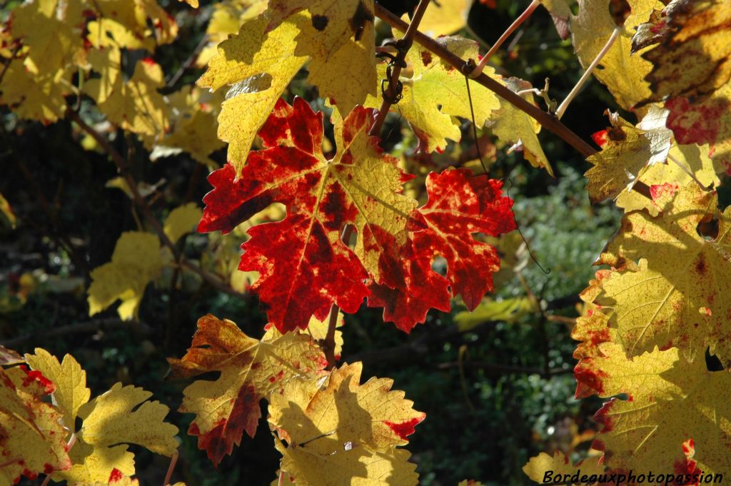 Symphonie de couleurs automnales dans les rangs...