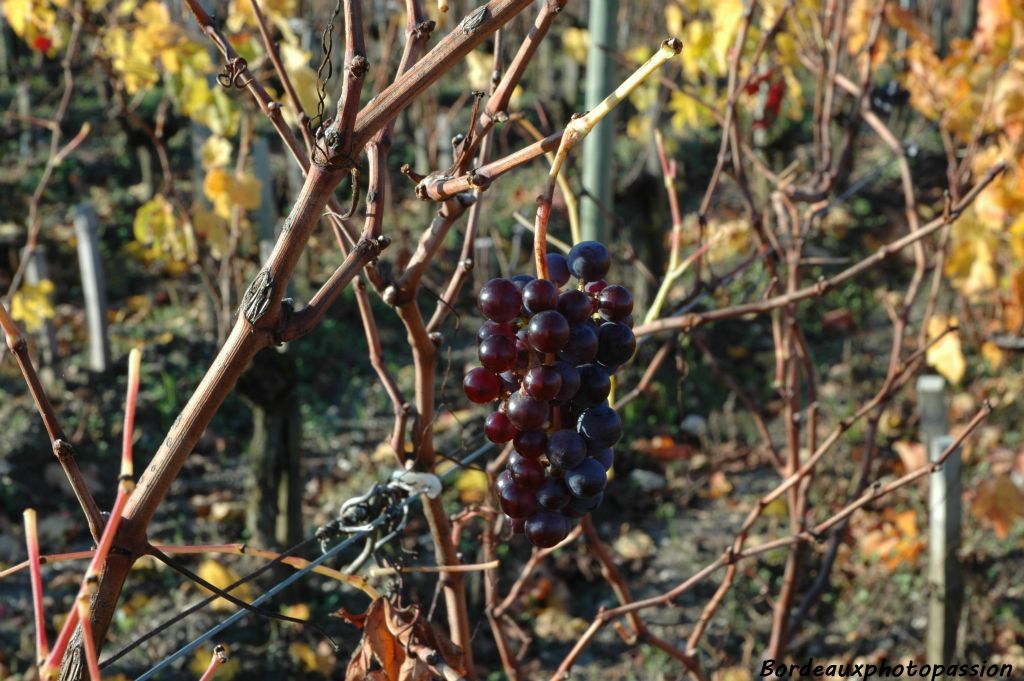 Si les vendangeurs ne cueuillent jamais les grappes en hauteur, les grives s'en chargeront bientôt...