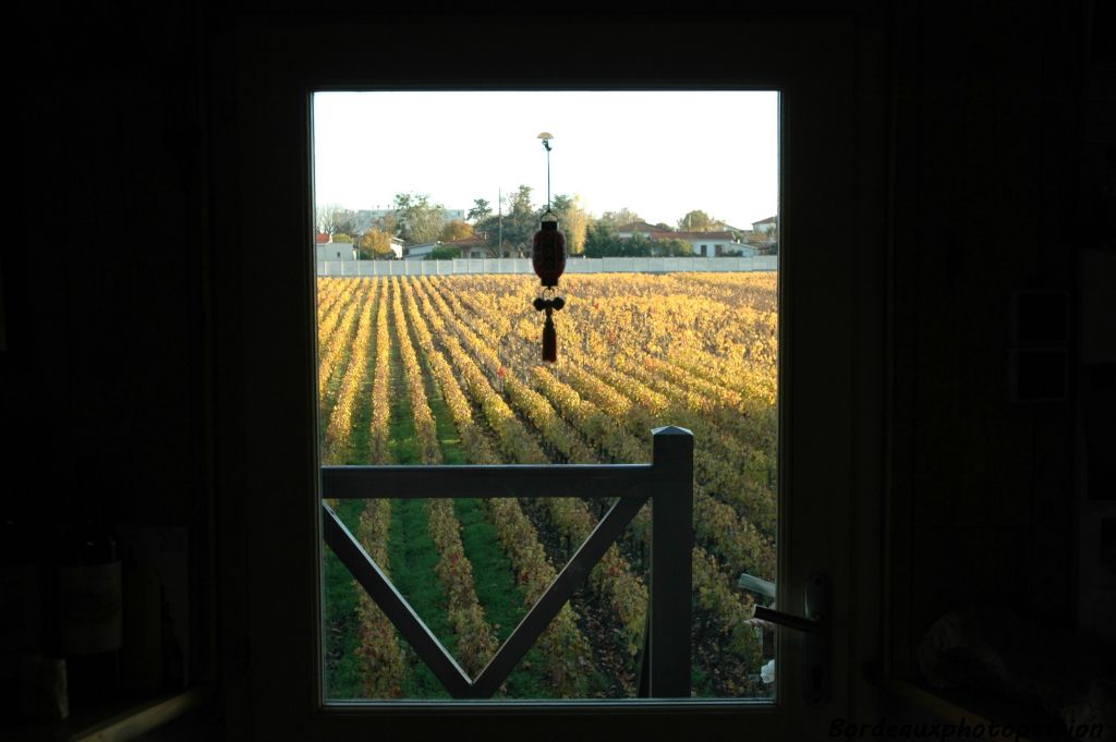 Vue depuis le bureau sur les vignes pessacaises.