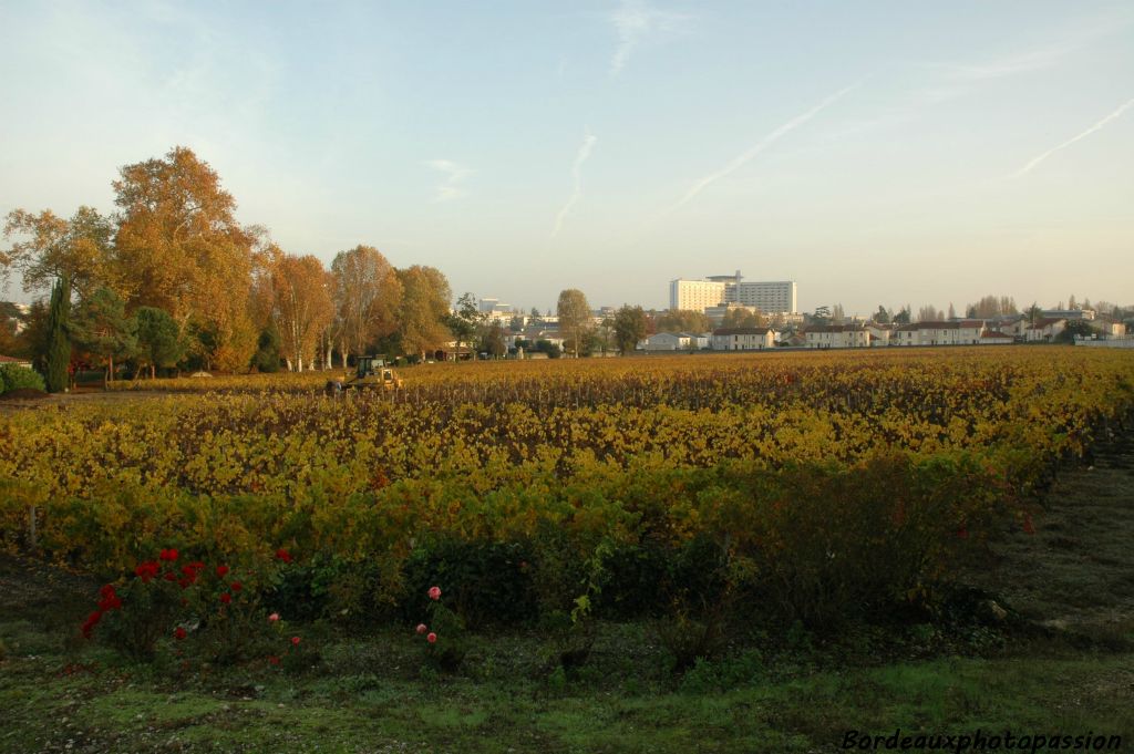 Les rosiers fleurissent encore malgré un automne bien avancé.