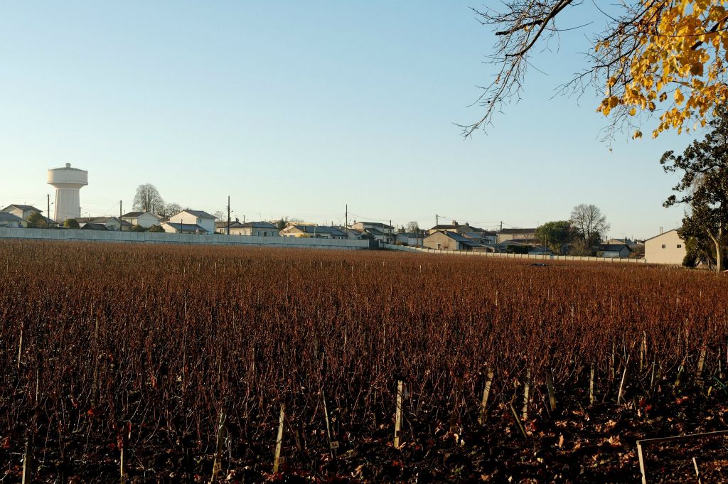 Que reste-t-il de la récolte précédente ? Des branches de la vigne qui attendent l'hiver pour être taillées et devenir des sarments.