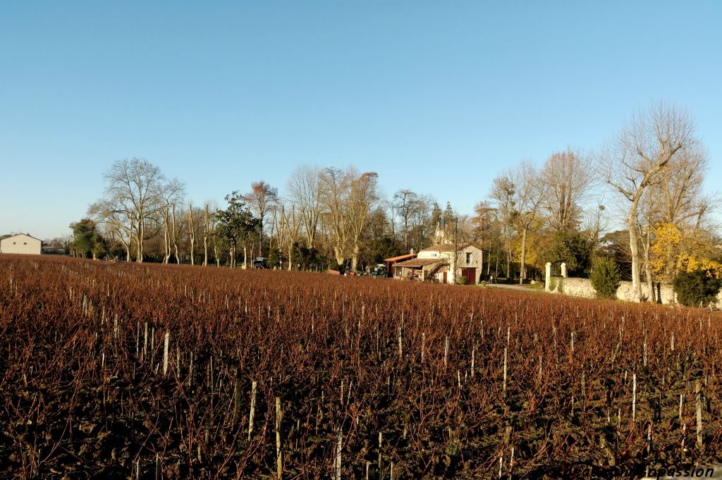 4,7 ha de vigne à 10000 pieds par hectare, la taille de la vigne est réellement l'activité principale de l'hiver.