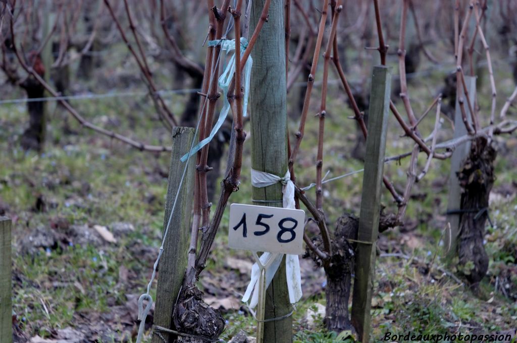 Afin d'intervenir rapidement sur n'importe quelle allée de vigne, chaque rang a son propre numéro !