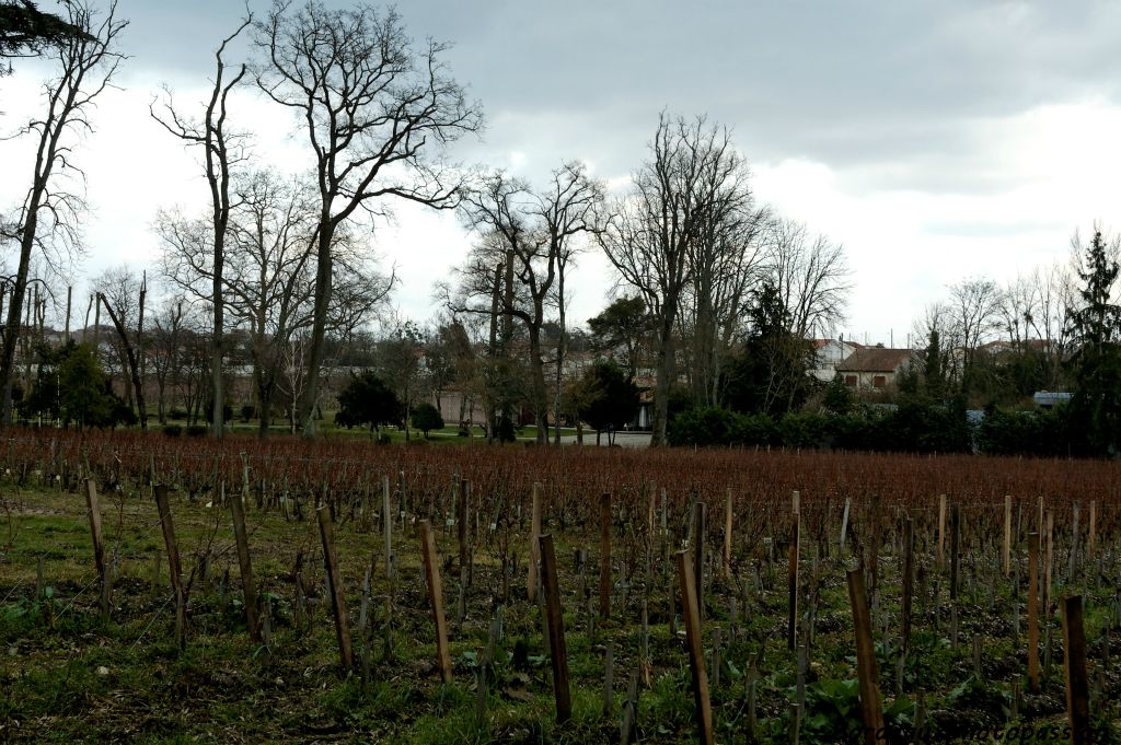 Si la moyenne d'âge de la vigne est de 40 ans, de nouvelles parcelles ont été plantées plus récemment.