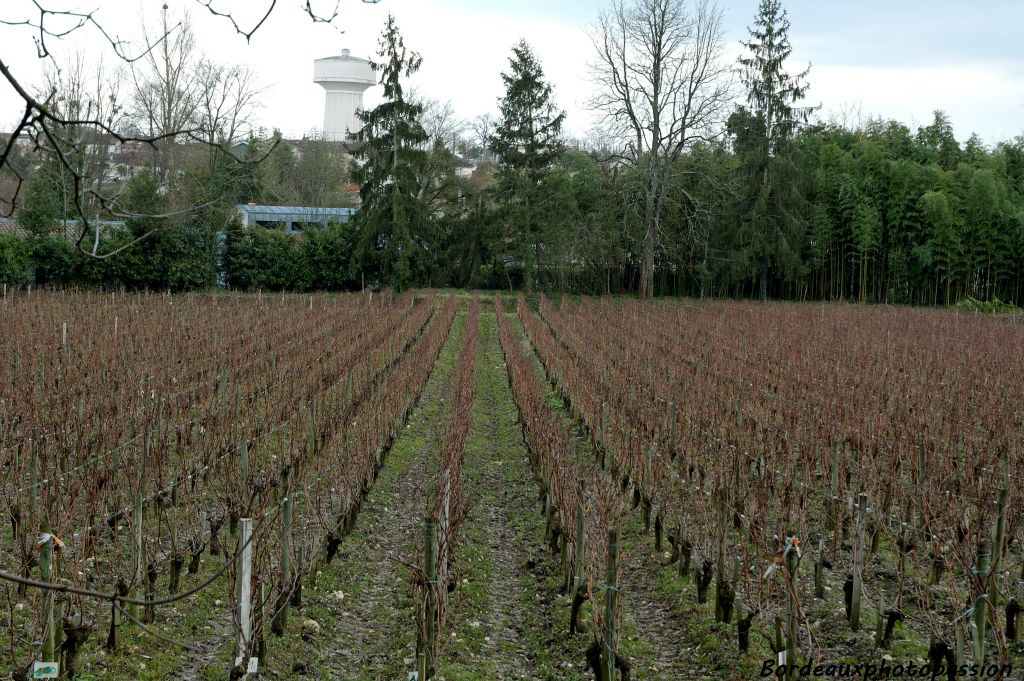 Le château d'eau situé en bordure du vignoble du château Haut-Brion semble surveiller celui du cousin lointain.