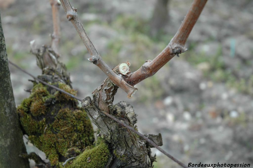 On taille les branches inutiles pour laisser deux astes par pied.