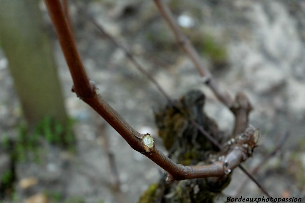 Pour chaque aste, on ne laisse que trois bourgeons afin d'augmenter la qualité du raisin. Moins de fruits c'est moins de rendement mais plus de qualité.