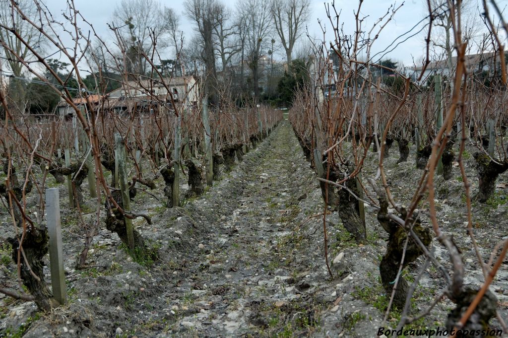 Les sarments coupés sont laissés sur place tenus par les fils de fer. Ce sera dans un second temps le tirage des bois de vigne afin de leur rendre une relative liberté.