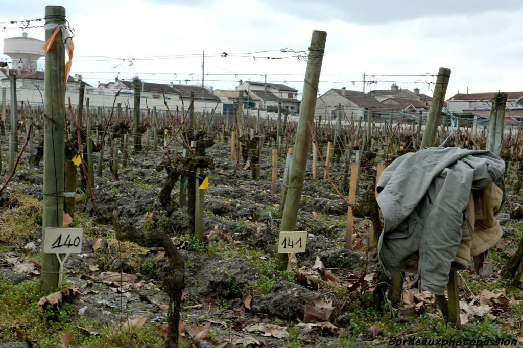 Si la viticulture s'est beaucoup mécanisée au cours de ces dernières décennies, une présence humaine est toujours nécessaire pour  la taille de la vigne.