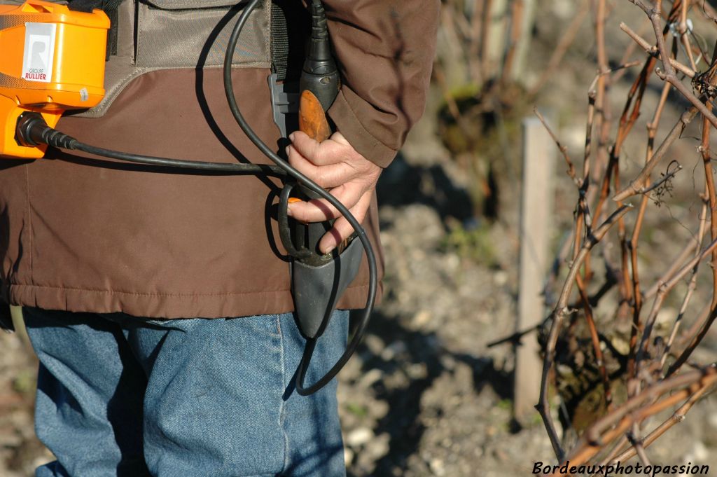 Seule concession à la modernité, ce sécateur électrique utilisé ici pour tailler les plus grosses branches.