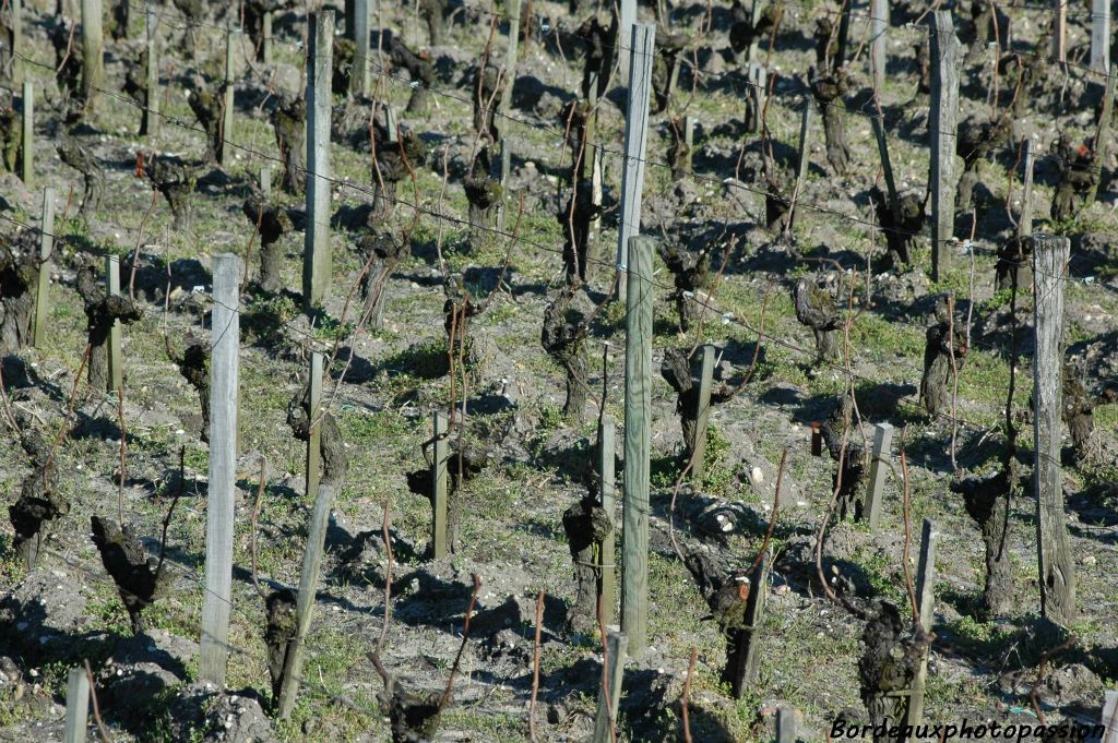 Tels des soldats levant les bras au ciel, ces vieux ceps représentent toute la qualité du futur vin du château Les Carmes Haut-Brion.