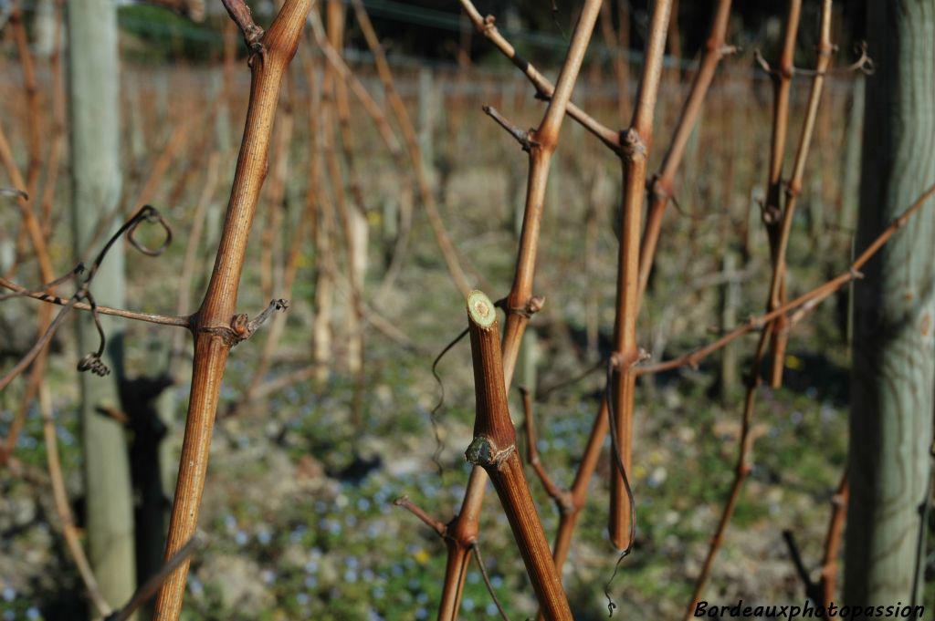 Les sarments du cépage merlot se taillent plus facilement que ceux du cabernet-sauvignon. Ce n'est pas celui-ci que vous choisirez pour votre grillade car il brûlera comme de la paille.