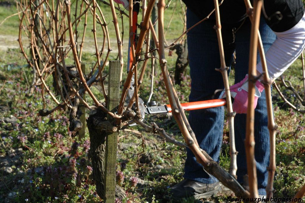 C'est peut-être la branche qui est taillée cette année qui sera choisie pour porter les fruits l'année suivante.