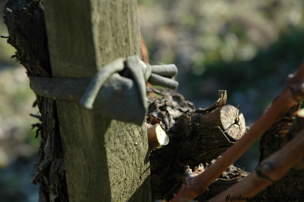 Aux premiers rayons de soleil, en fin d'hiver, la terre se réchauffe. De la plaie fraîche coule la sève montante. On dit que la vigne pleure !