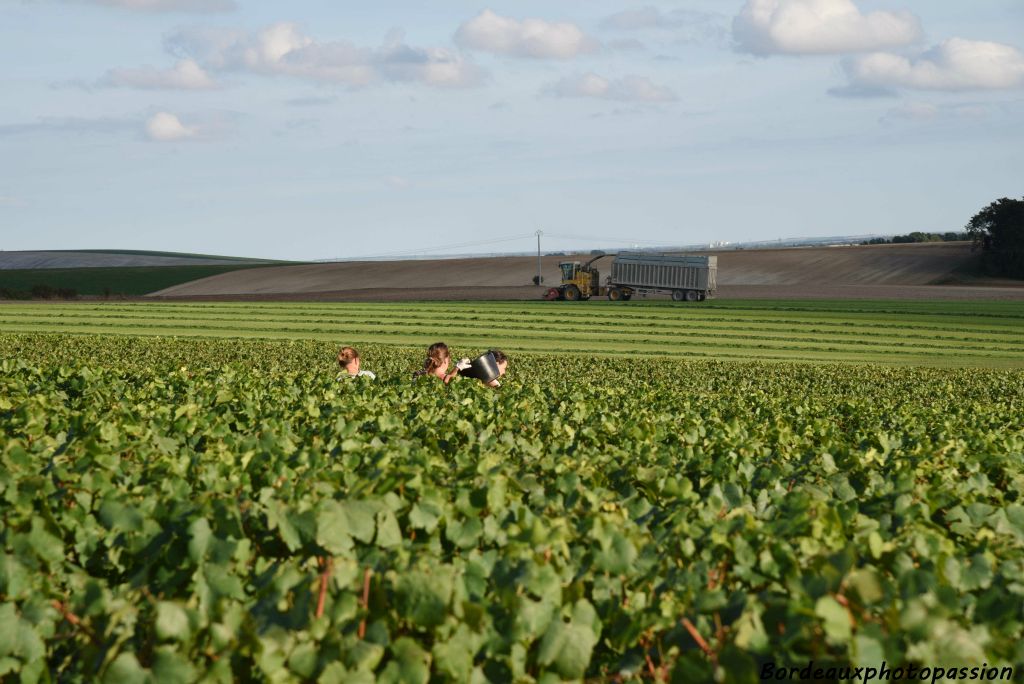 Le syndicat estime que la récolte sera en moyenne de 7.000 à 7.500 kilos de raisin par hectare contre 12.000 à 13.000 kilos en 2015. Avec une grande disparité selon les départements.