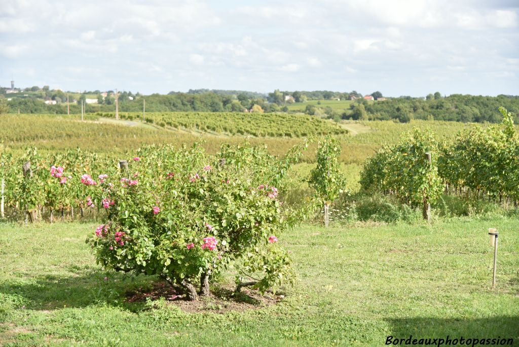 45 ha de vignes avec des cépages parfois surprenants...