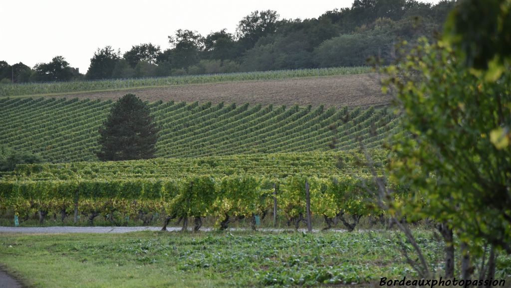 Le château Barouillet produit des vins en AOC Bergerac en sec, rouge et rosé. Du liquoreux en Montbazillac mais aussi en Pécharmant sur la commune de Lembras au nord de Bergerac.