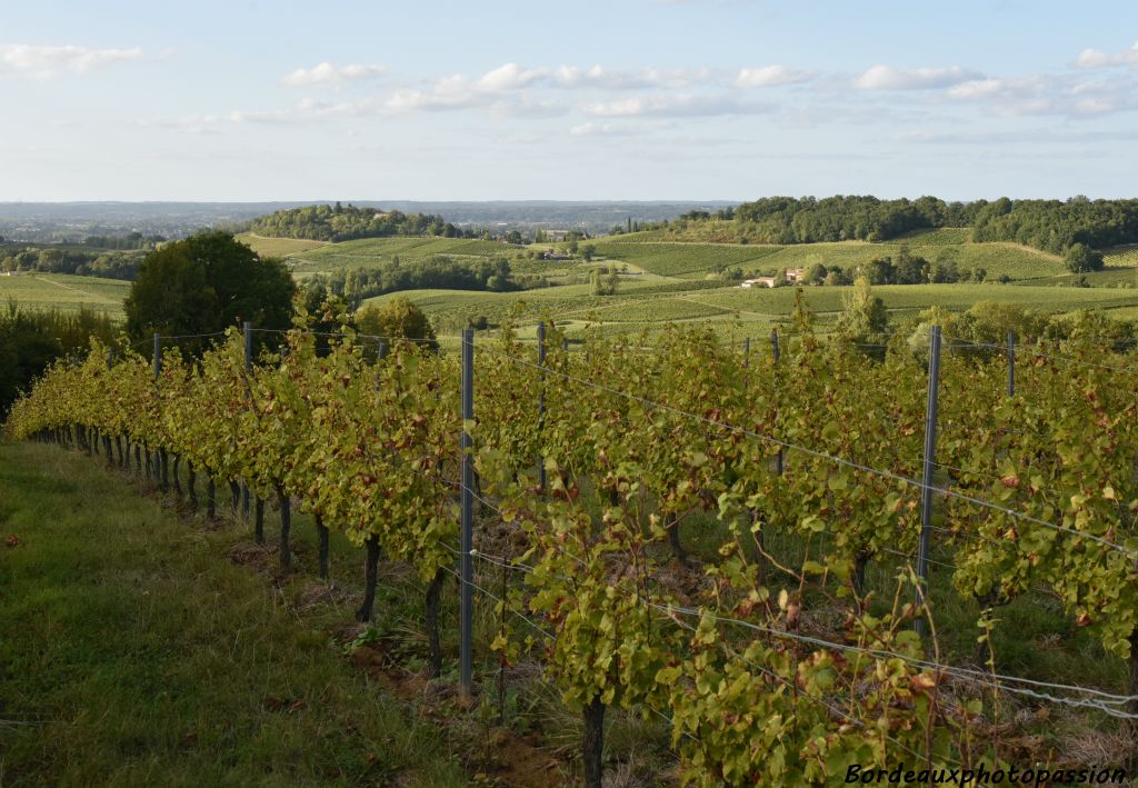 Une balade à pied à travers son vignoble pour découvrir des paysages typiques du Bergeracois.