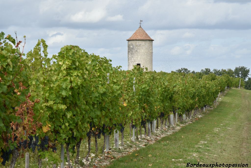 La propriété couvre 106 hectares, dont 67 ha de vignes et 44% de forêts, champs et prés. On peut  y acheter des vins "Moulin de Panisseau".