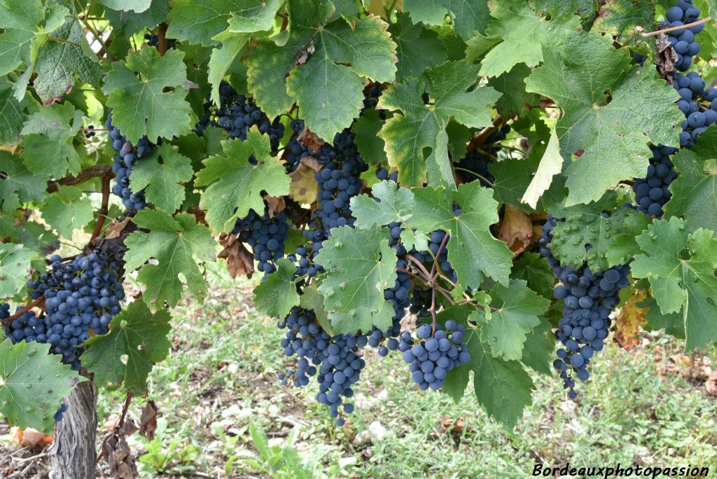 L’âge moyen des vignes de cépages rouges est de 31 ans.