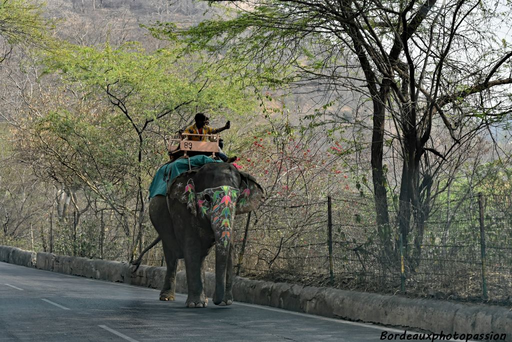 Autrefois, les mararajahs voyageaient  sur des éléphants carapaçonnés.