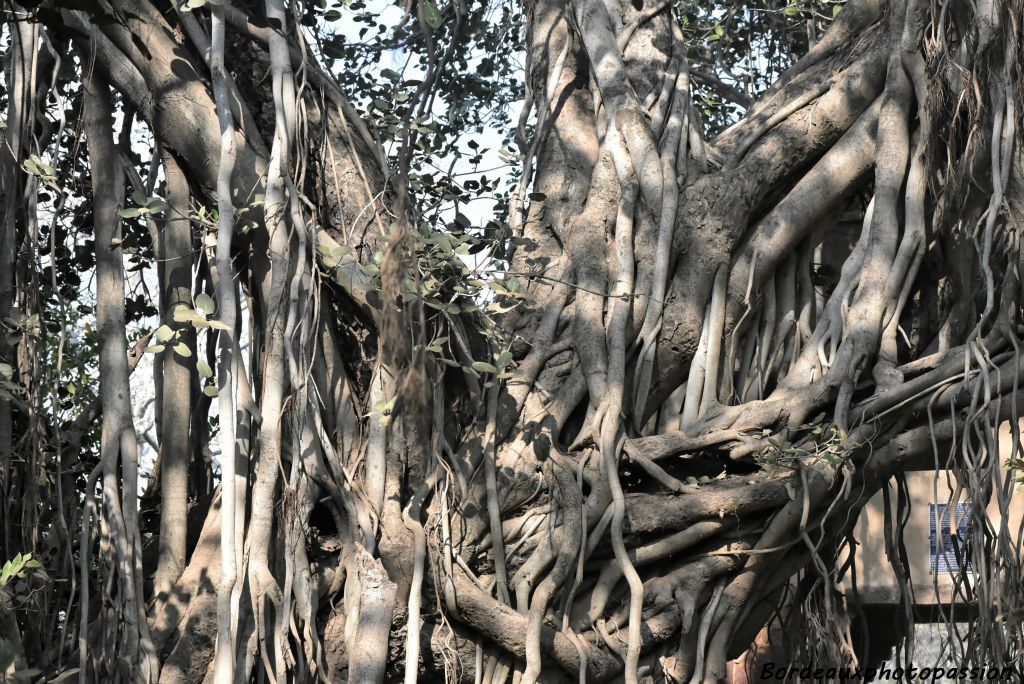 Le banyan a des racines aériennes absorbant l'humidité atmosphérique. Elles s'enracinent ensuite dans le sol donnant de nouveaux sujets.