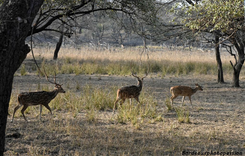 Deux cerfs axis ou Chital et une biche. Ce sont des cervidés présents naturellement dans les régions boisées de l'Inde.