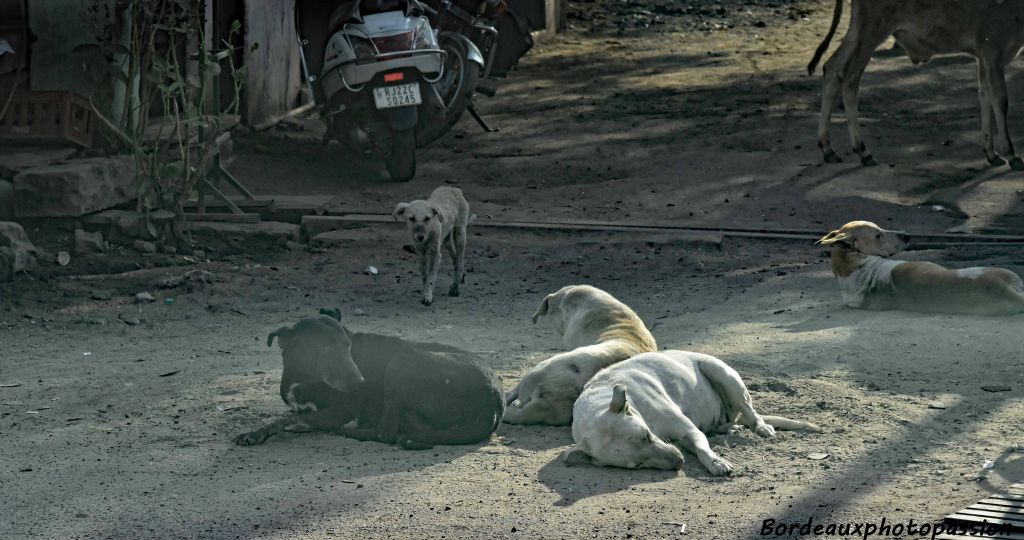 Beaucoup de chiens errants appartiennent à tout le monde et à personne.  On estime que l'Inde compte une trentaine de millions de chiens errants. Près de 17 millions de cas de morsures sont signalés chaque année et 20 000 morts de la rage selon l'OMS en 2014.